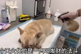 希望每一只狗狗都能健康快乐度过这个夏天 #法斗#狗狗中暑死亡