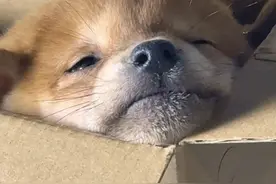 传说中的“鬼市” #鬼市 #主打一个真实 #夜生活视频封面