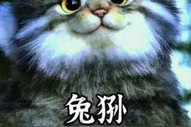 兔狲的孙四秒外号是有说法的，哈哈哈，嘲笑一辈子！#兔狲 #科普