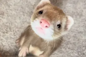 家养的雪貂还是挺可爱的 #动物科普 #雪貂