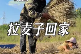 拉麦子回家啦，年复一年，重复的劳作有时候会让人有些麻木。#三农#我的农村生活 #农村生活