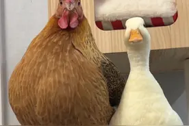 心态这一块./#神奇动物在抖音 #萌宠出道计划