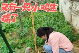 又有一只小鸡生病了给它喂药，怕传染给别的小鸡把生病的小鸡隔离起来#农村生活 #养鸡 #农村散养土鸡 #田园生活 #种菜
