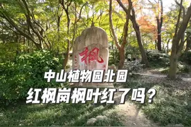 全景呈现南京中山植物园北园红枫岗，枫叶红了吗