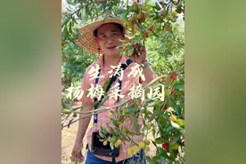 杨梅入园采摘（可品尝）仅需14.8，酸酸甜甜就是生活#旅行推荐官 #杨梅 #一起去春游 #内容启发搜索视频封面