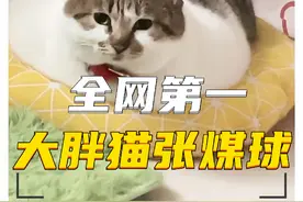 全网第一大胖猫—张煤球，被网友戏称为“一辆猫”“一摊猫”