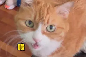 原来猫在无语的时候会装听不到 人在无语时会笑，而小猫咪会装听不到 #万物可爱计划 #宅家治愈记视频封面