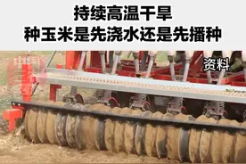 持续高温干旱 种玉米是先浇水还是先播种