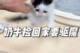 奶牛捡回家要驱魔！刚捡4天的小奶猫，吹风机反应测试，结果一个天上，一个地下…#奶牛猫 #流浪猫 #小奶猫的成长日记 #科学养宠攻略 #黑猫