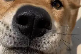 狗界的最高礼仪——咬手礼视频封面