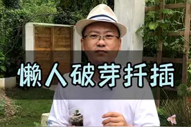 懒人扦插就用破芽扦插法，您会尝试吗？#花卉绿植 #扦插 #破芽扦插法