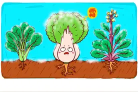 还有哪些菜打霜后更好吃？菜被打霜之后竟然变甜了？#科普一下