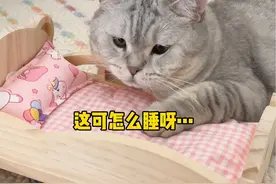 当我给我家猫买小床看错了尺寸… 咱就是说睡不下就别睡了吧，看把孩子给气的😂😂#猫咪的迷惑行为 #情绪稳定的猫咪视频封面
