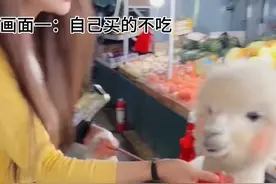 就爱吃免费的 萝卜墩：花钱的本羊驼不吃！就爱靠驼魅力吃免费的！#全网最聪明的羊驼 #羊驼 #徐州网红 #徐州寻宝季 #神奇动物在抖音视频封面