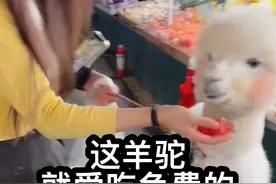 就爱吃免费的 萝卜墩：花钱的本羊驼不吃！就爱靠驼魅力吃免费的！#全网最聪明的羊驼 #羊驼 #徐州网红 #徐州寻宝季 #神奇动物在抖音视频封面
