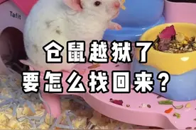 仓鼠越狱了怎么找回来？#金丝熊 #仓鼠 #养鼠日常分享视频封面