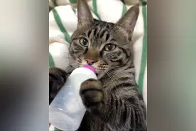 沉浸式一分钟！小猫喝奶全过程 #谁家还没有一只傻猫呢 #贝贝今天喝奶了吗 #这个家不能没有小猫 #小猫咪能有什么坏心思它只想被爱 #小咪会赶走你一天的疲惫视频封面