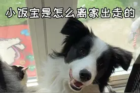小饭宝是模仿大皮跳窗户跑出去的，好了，现在大皮也没有窗户了 都规规矩矩走大门！！第一次经历丢狗这样的事情，天都塌了#万物可爱计划 #被小狗治愈的一万个瞬间视频封面