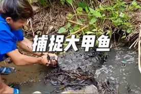 男人在不起眼的角落里，抓到一只几十斤的大甲鱼，赚大了#捕鱼 #户外 #抓鱼 #甲鱼#内容启发搜索视频封面