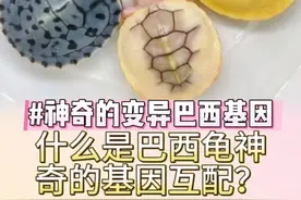 巴西龟神奇的基因的互配，您需要知道哪些怎样才能体现出变异特征 巴西龟基因互配蕴藏奇妙奥秘，想体现变异特征需把握关键要点。亲本选择上，优先挑选携带变异基因的个体，如白化、黄化、果冻等变异品种，它们携带的隐性基因是培育变异子代的基础。配对时，需了解基因遗传规律，遵循科学组合，避免近亲繁殖降低子代质量。孵化环节也至关重要，适宜且稳定的温度、湿度等环境条件，能为变异基因的表达创造有利条件。只有精准把控这些环节，才可能让巴西龟的变异特征惊艳显现，培育出独特而珍贵的个体。#龟龟🐢 #养龟日常 #萌宠 #奇妙的动物 #抖音萌宠 +V❤️fwh6080  茂名市沙琅镇亿湾龟业养殖场 批发潮流名龟🐢焦糖，蜡笔，火焰🔥，黑巴，白巴，果冻，梵高，悖论，佛鳄纯佛杂佛黄化白化，蛋龟系列 窄桥剃刀麝香黄缘亚巨等等…同行也可以批，量多量少都可以，养龟经验交流  电商经验交流，一人之力有限，欢迎投身交流，相互扶持，整合优势，以合作解锁无限可能，共攀高峰。需要进🚺交流思我w.x视频封面