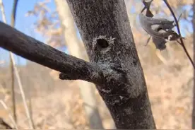 躲藏在树洞里的蛀虫 #动物世界 #昆虫科普