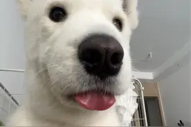 《弄八弟》 #萨摩耶 #龙离谱 #散装改歌 #nobody