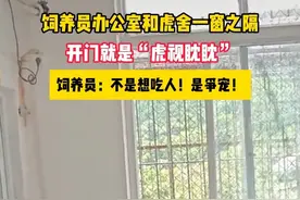 饲养员办公室和虎舍一窗之隔，开门就是“虎视眈眈”，饲养员：不是要吃人！是要争宠！#可爱小老虎 #大王 #猛兽