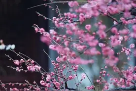 花中君子、花中之魁—实拍30种梅花！ #大自然的馈赠 暗香冰魂，疏影冷金，梅花！#植物科普 #抖音自然 #梅花 #好看的花一定要分享给你视频封面