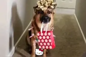 训导员妻子偷偷领养警汪回家，打算给训导员一个惊喜！#狗狗 #狗是人类最忠诚的朋友 #狗狗的心思都写在脸上了视频封面