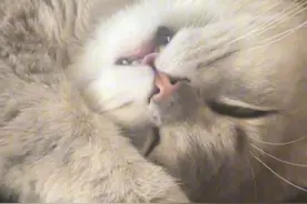 小猫真睡和假睡的区别 #英短蓝金渐层 #萌宠 #吸猫 #抖音萌宠 #小猫真睡和假睡的区别