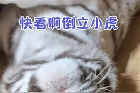 大家千万不要把虎虎反过来，不然更可爱了。  #宫百万 #白虎 #帕特冻干视频封面