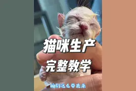甜筒（三花）生宝宝啦，用老大（乳白矮脚）来给大家做一期，完整的接生教学！还是那句话，我们所做的一切都是为了让小猫健康，希望可以母子平安🙏#猫咪生产 #生小猫了 #猫生崽 #猫咪接生 #奶猫出生 @小黑的养猫生活（10年口碑猫舍） @抖音短视频 @抖音创作者中心