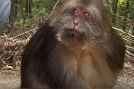 星星：老蹬！第一口不给我？#独臂猴星星 #人与动物和谐共处 #峨眉山的猴子 #人与自然和谐共处 #神奇动物在这里视频封面