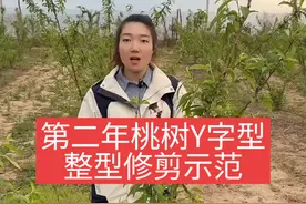 第二年桃树Y字型整型修剪示范 记得给个红心❤️➕关注哦😃#抖音三农 #来抖音学农技 #美好乡村春耕季 #抖音助农 #新农人计划2025视频封面