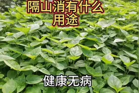 什么是隔山消，它有哪些用途 #农业种植 #草本植物 #农技推广