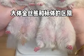 大体金丝熊有多大？#金丝熊 #鼠鼠我呀 #萌宠出道计划 #养鼠日常分享 #仓鼠