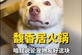 在青岛带狗子一起吃火锅是种什么体验#带着狗狗去旅行  #国庆山东逛吃指南  #国庆躺平好去处 #好客山东  #秋日悠哉计划