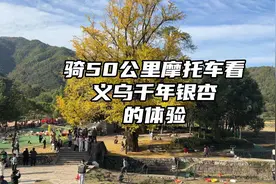 花两小时骑摩托车50公里去义乌千年银杏树的体验2411.26 #义乌视频封面