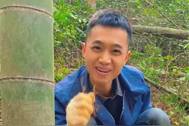 挖冬笋就是这么简单 2年竹的冬笋基本在2米左右，果然没错，一下又挖了好几个冬笋#挖冬笋 #竹笋 #挖笋技巧 #新鲜冬笋 #冬笋