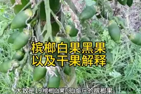 又到了槟榔加工季节了 再解释一下槟榔白果黑果以及干果#槟榔厂