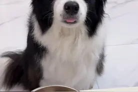 来看见见沉浸式干饭啦！ #边牧 #狗狗治愈系视频封面