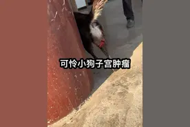 收废品的阿姨是个好心人收养了四五条流浪狗，但是这一条得了传染性病肿瘤，需要手术化疗才能治疗！医疗费用过于昂贵，阿姨也很无奈，心疼的落泪！养了两年多又不忍心安乐死我也只是个人救助，帮不到阿姨#流浪狗 #流浪狗救助 #毛孩子视频封面