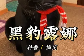 世界网红黑豹露娜，小时候被母亲抛弃，最终在爱的包围中长大#黑豹露娜 #豹子 #动物解说 #黑豹视频封面