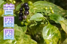 你吃过苦圈圈吗？你知道它有毒吗？#苦圈圈 #龙葵 #腾冲生物多样性