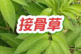 农村这种随处可见的臭草，其实有宝贵价值，它正式名叫接骨草 #你的家乡有这种植物吗 #植物科普 #大自然的馈赠 #接骨草 #野生植物视频封面
