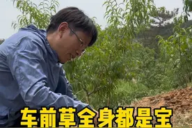 车前草全身都是宝 这是生长在路边的车前草，它结出的种子叫车前子，很多人会在它成熟后采收。#车前草 #大自然的馈赠 #一日一植物 @抖音短视频