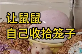 鼠：我自己铺垫料吗😅，有点意思#萌宠 #仓鼠 #金丝熊 #布置仓鼠笼子 #养鼠日常分享