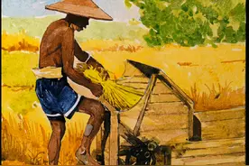 画说：“谁吃盘中餐，粒粒皆辛苦，可能很多人已经不懂稻谷原来还可以这样收了吧！”#画画 #画一个故事 #手绘 #悯农视频封面