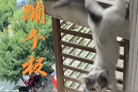 差点都过去了！还好套的是身体！ 注意门窗！这蓝白从2楼护栏爬到了7楼#猫咪消防员 #猫咪消防员 #和猫住#领养代替购买 #猫咪半夜迷惑行为 @宇文化缘 @DOU+小助手 @抖音短视频视频封面