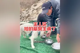 无人区捡的藏獒生病了#户外 #荒野求生 #流浪狗#流浪狗救助#可可西里无人区视频封面